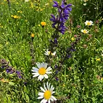 Isabelle דירה פרסגרזי