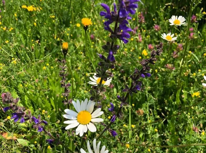 Isabelle * Presseggersee