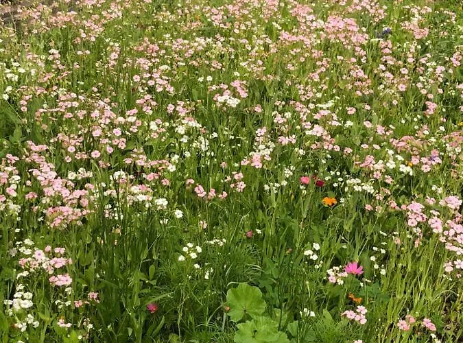 Apartment Isabelle Presseggersee