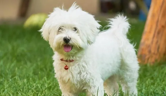 Isabelle Presseggersee