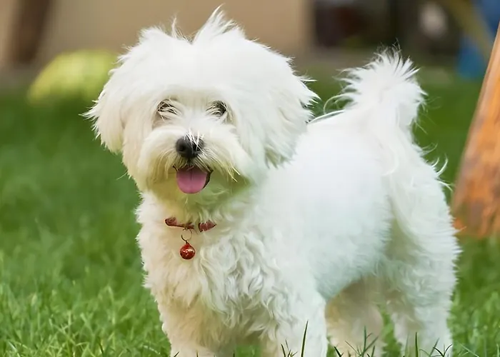 Isabelle Apartamento